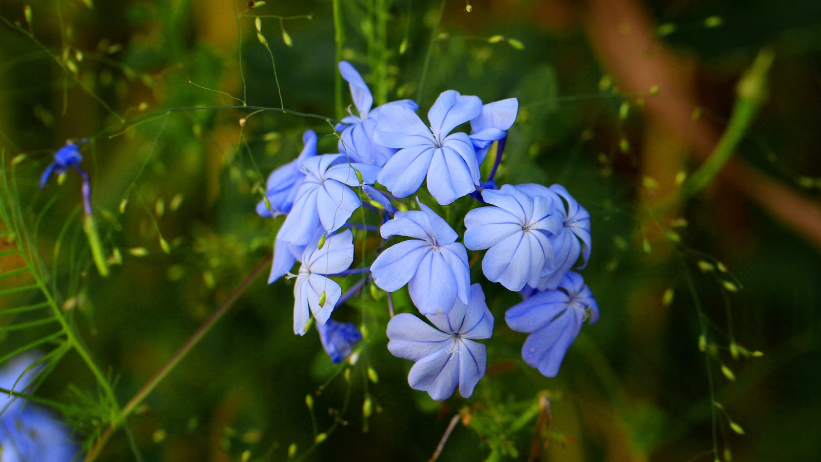white flower image