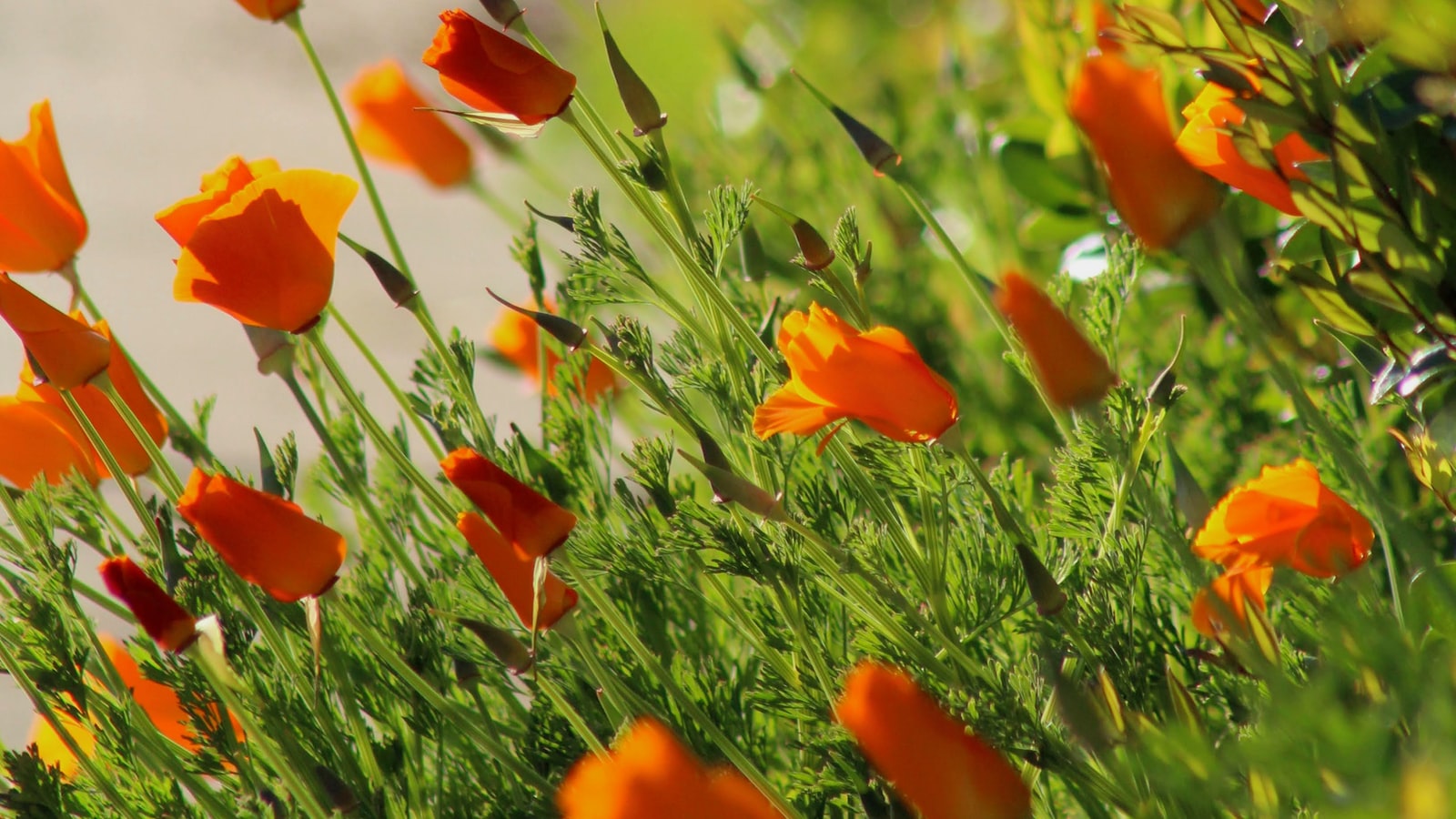 orange flower image